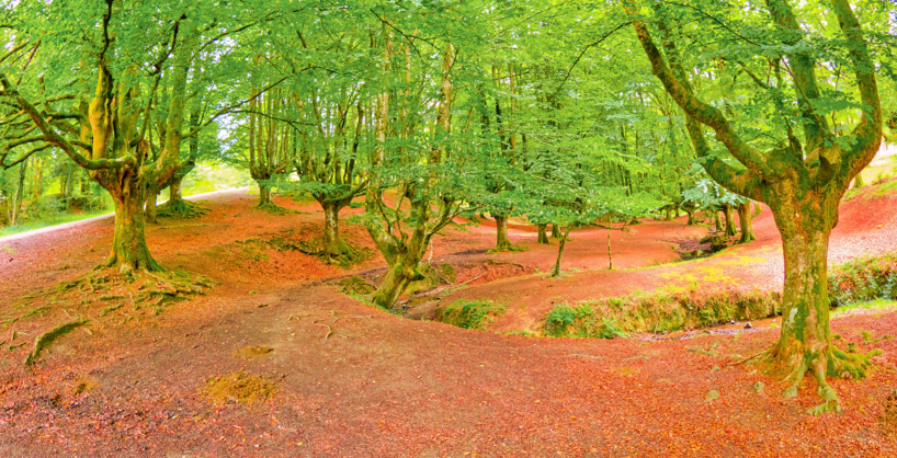 Eco-tours con Transfer2Bilbao: Explorando los Parques Naturales de Vizcaya