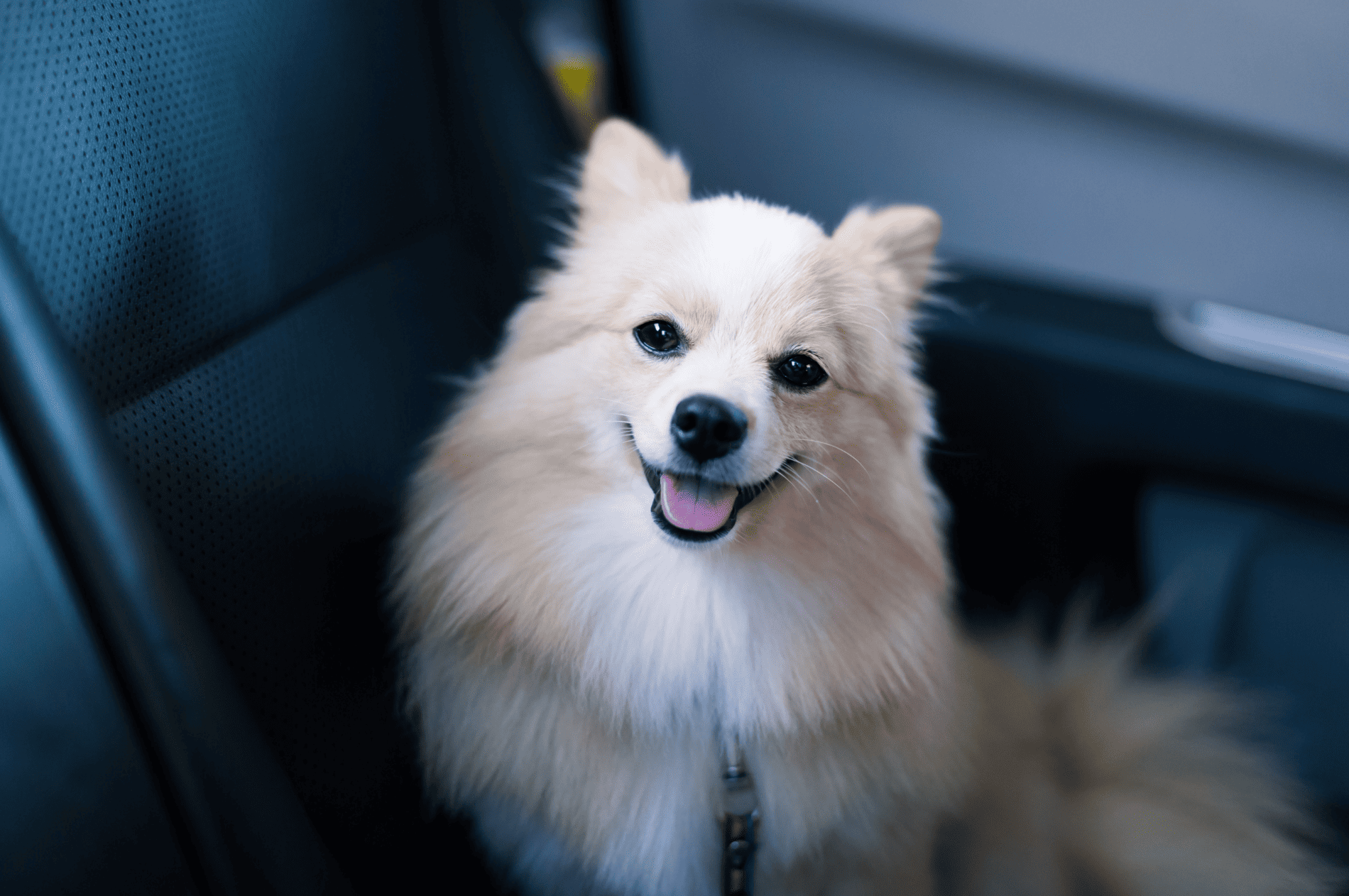 Bilbao con Mascotas: Lugares Pet-Friendly y Transporte Adecuado
