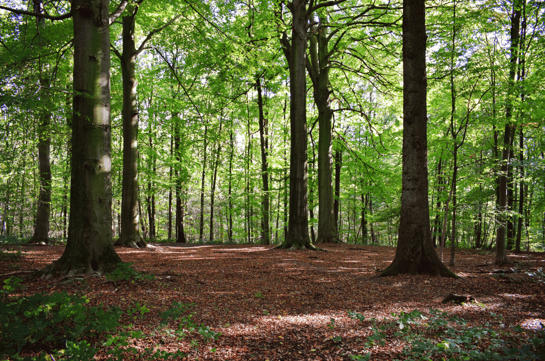 Transfer para Rutas de Otoño: Bosques y Paisajes Mágicos de Euskadi
